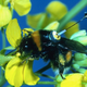 Illustration for article titled Why is this bumblebee wearing a tiny radar suit?
